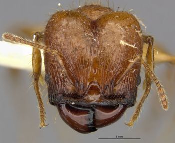 Media type: image;   Entomology 34334 Aspect: head
